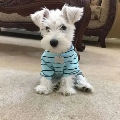 Schnauzer: Inteligência, Elegância e Companhia
