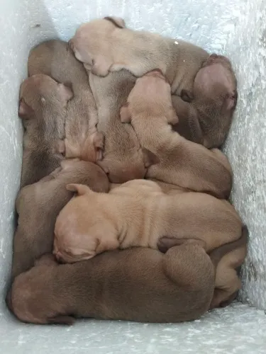 Vendo filhotes de Pitbull mãe rednolse pai pitt Monster sou de Mogi Guaçu 