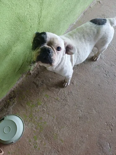 Buldogue francês fêmea 