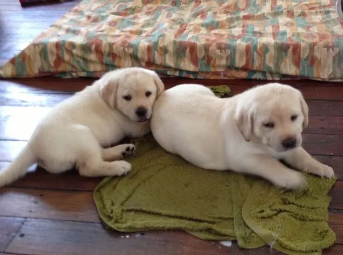 Filhotes De Labrador - Anjinhos Peludos Buscando Um Novo Lar