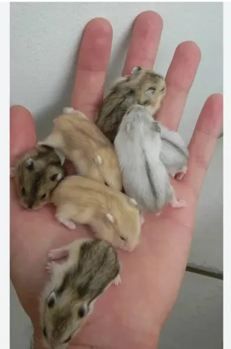 Hamster ? a venda 