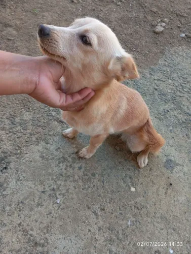 Adoção!