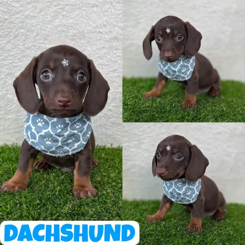 Lindo Dachshund Chocolate (Basset, Cofap, Teckel) aqui no Puppy Stop