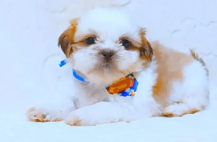Lindo demais!!! Filhote de Shih tzu macho