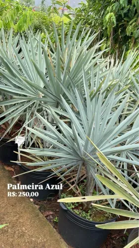 Palmeira Azul