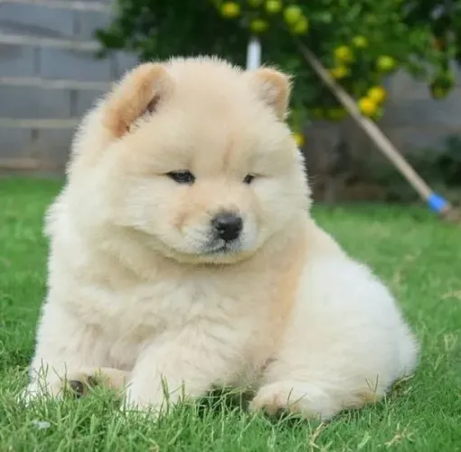 Vende-se Chow Chow!