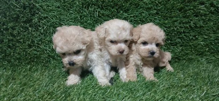 Poodle Mini Toy: Lindos e Carinhosos!
