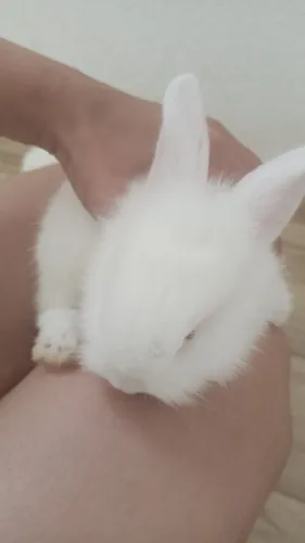 Venda Coelhos filhotes 