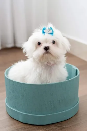  Filhote de Maltês: O pet ideal para viver grudado em você!