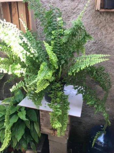 Samambaia Verde - Linda e Saudável