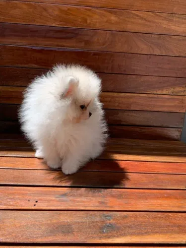 Filhote de Spitz Alemão super peludo