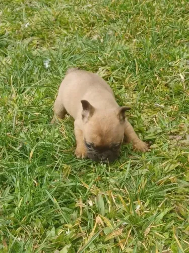 Bulldog Francês pirata, preto, creme, chame pelo what's *