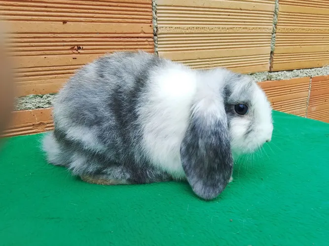 Coelho Mini Lop linhagem Uruguaia
