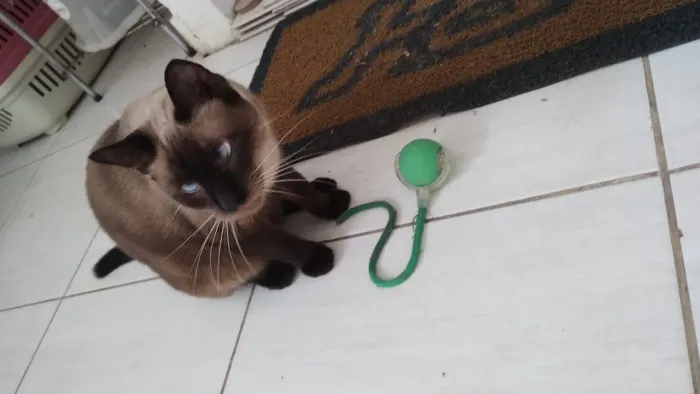 Gato siamês castrado ADOÇÃO