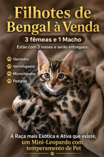 Filhotes de Gato Bengal