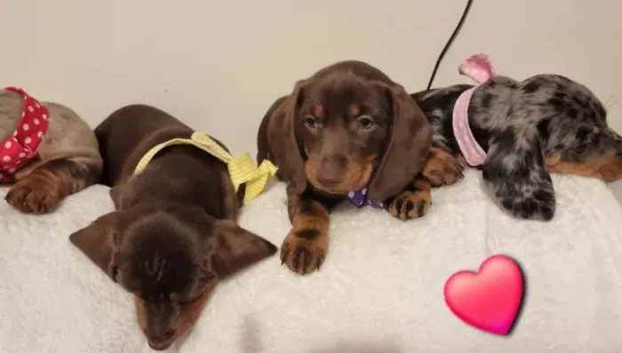 Cachorro filhote dachshund/teckel/basset/salsicha/cofap linhagem de ponta