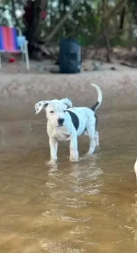 Filhote de Pit Bull ligitimo
