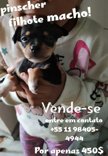 Vende-se cachorro pinscher pequeno macho de 3 mês 7 de abril pit 1