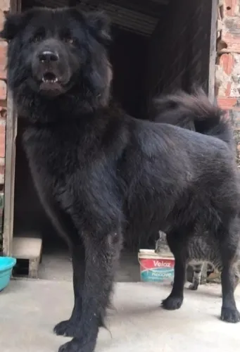 CHOW CHOW PANTERA NEGRA COM 1 ANO LINDONA E MANSINHA