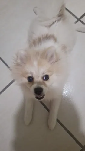 Vendo lulu
