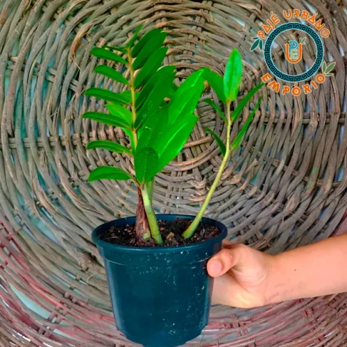 Zamioculca em vaso | Pequena - Pronta Entrega!