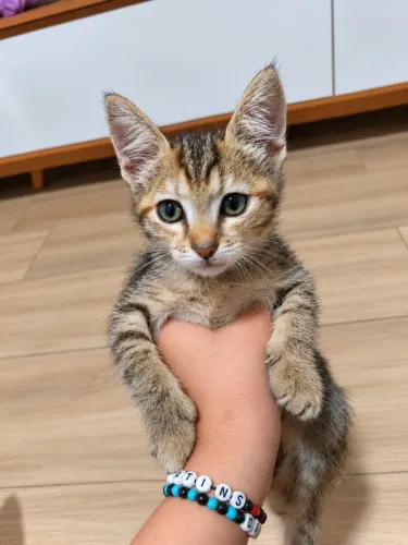 Gata fêmea 2 meses