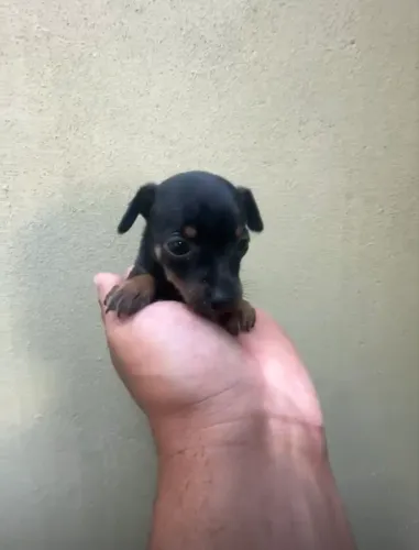 Filhote Pinscher mini 