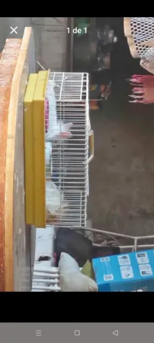Gaiola hamister grande 