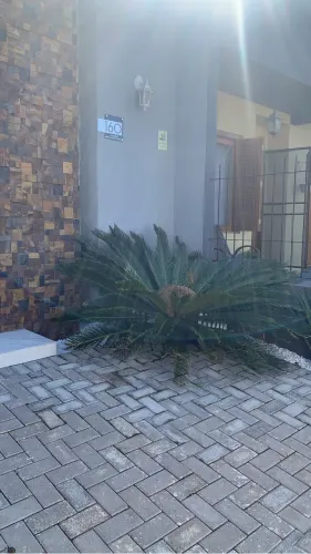 Planta Cica ( Palmeira Sagu) - Adulta
