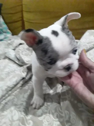 Últimas fêmeas Bulldog Francês vacinados