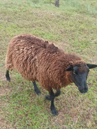 Ovelha gorda