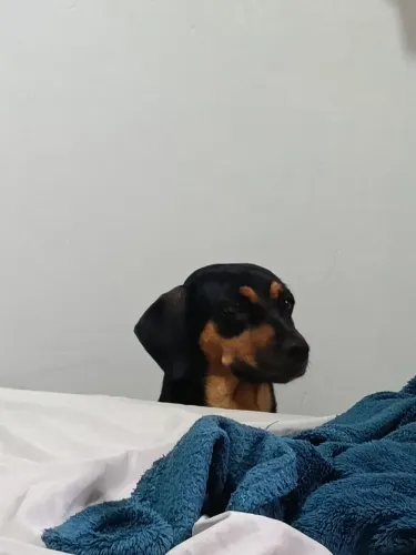Doação de cachorro 