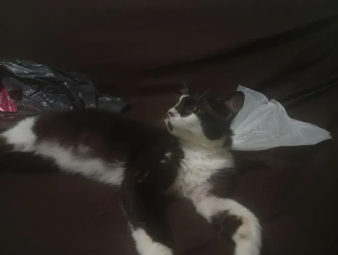 Doação gato abandonado