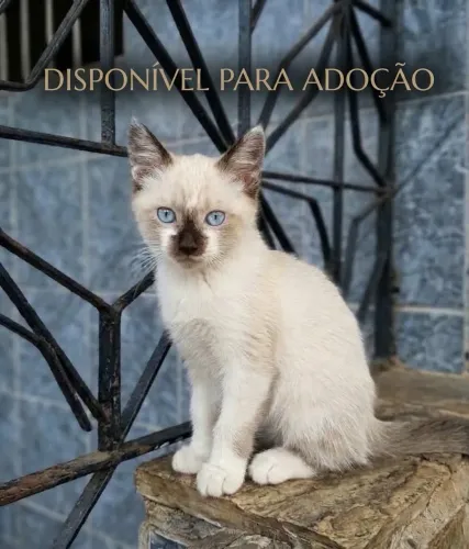Gatinha para adoção Filhote
