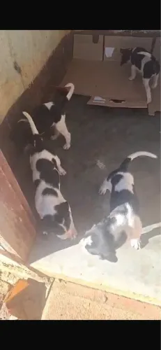 Cachorros 