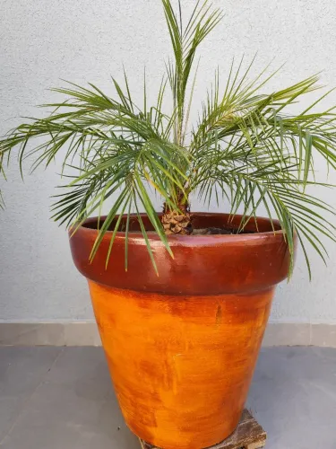Vaso com palmeira fenix