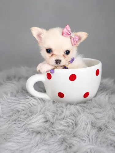 Chihuahua femeas pedigree