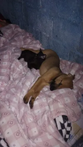 Doa - se cachorrinha femea