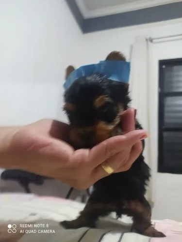Filhotes de York machinho