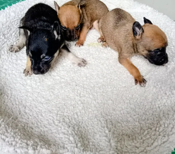Filhotes de Pinscher n0 300 GMS uns ratinhos