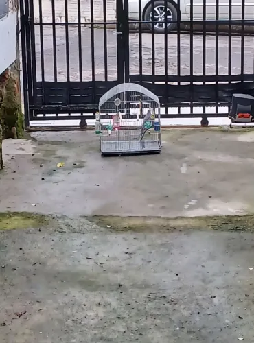 Viveiro Grande + Brinde Bolsa De Transporte Nova
