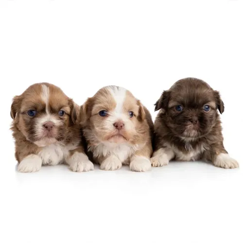 Shi Tzu Fêmeas 