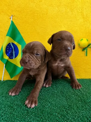 Filhote de Pitbull