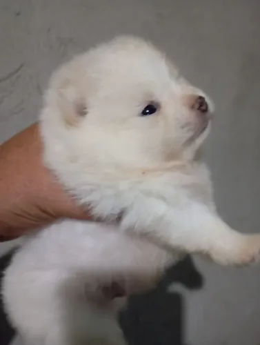 Spitz Macho