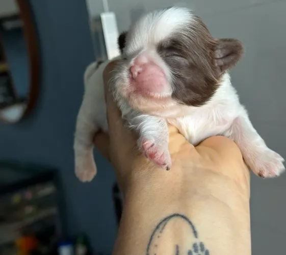 Shihtzu puro mini 