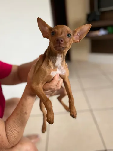 Pinscher 1