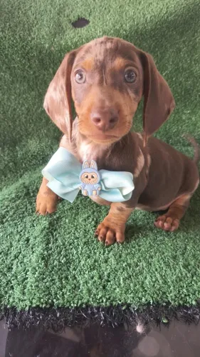 Filhote Basset