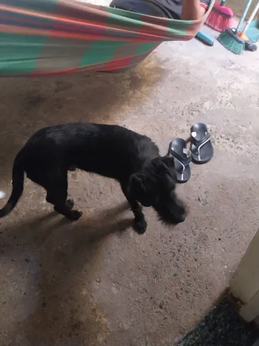 Cachorro Chamado Bob