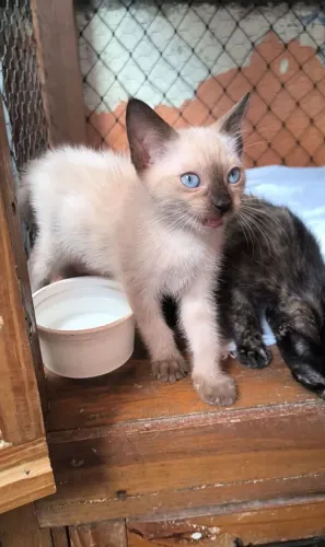 Filhotes 2 machos e 1 fêmea