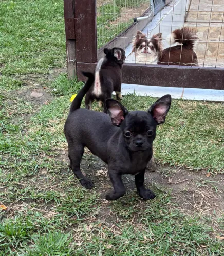 Chihuahua pelo curto